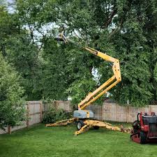 Best Fruit Tree Pruning  in San Felipe, TX