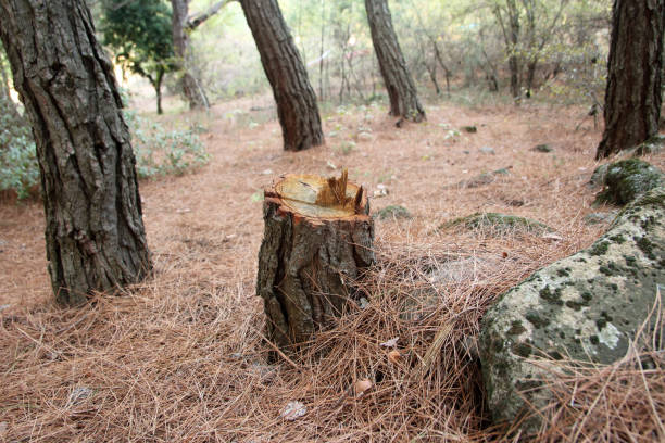 How Our Tree Care Process Works  in  San Felipe, TX