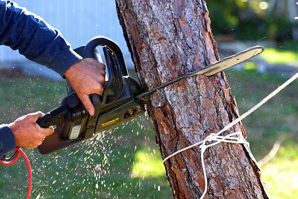 San Felipe, TX Tree Care Company