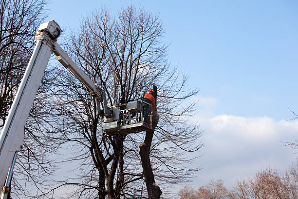 Mulching Services in San Felipe, TX